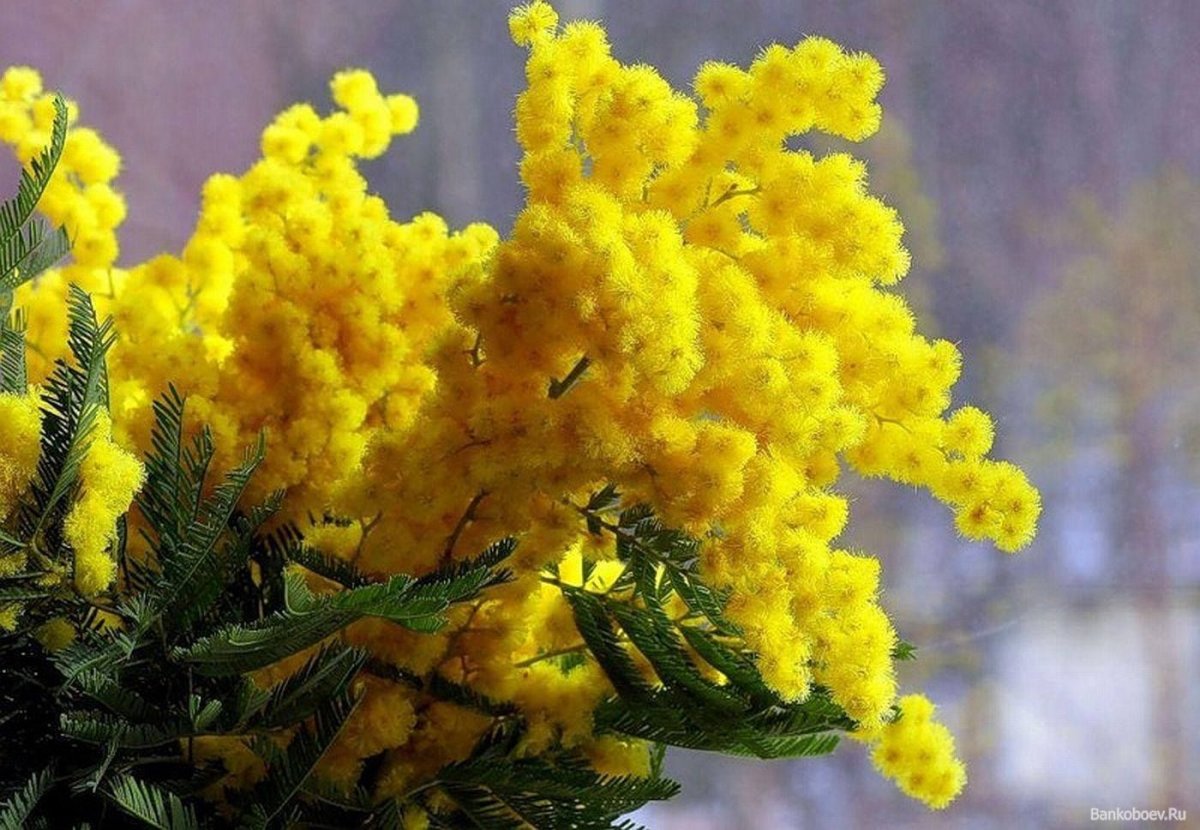 Желтые цветы которые дарят на 8. Акация серебристая Мимоза. Мимоза хамбуриана. Мимоза желтая цветок.