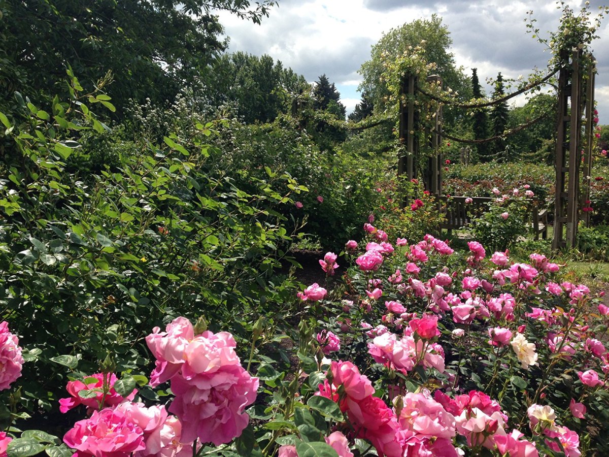 Риджентс парк розарий. В сад роз 38