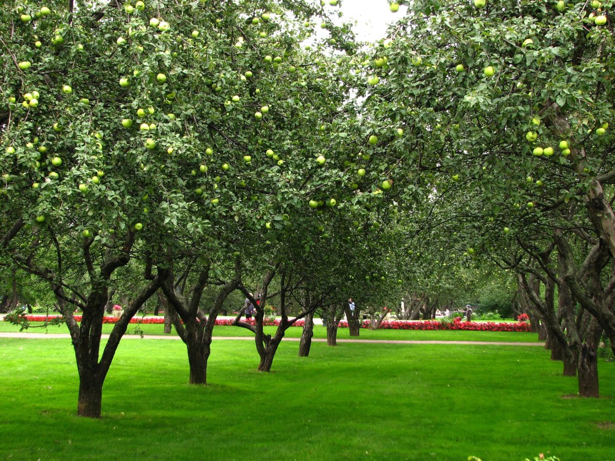 Сады озеры. Яблоневый сад Коньково. Яблони Ньютона». Кембридж, Ботанический сад. Куракина дача яблони. Яблоневый сад карликовый.