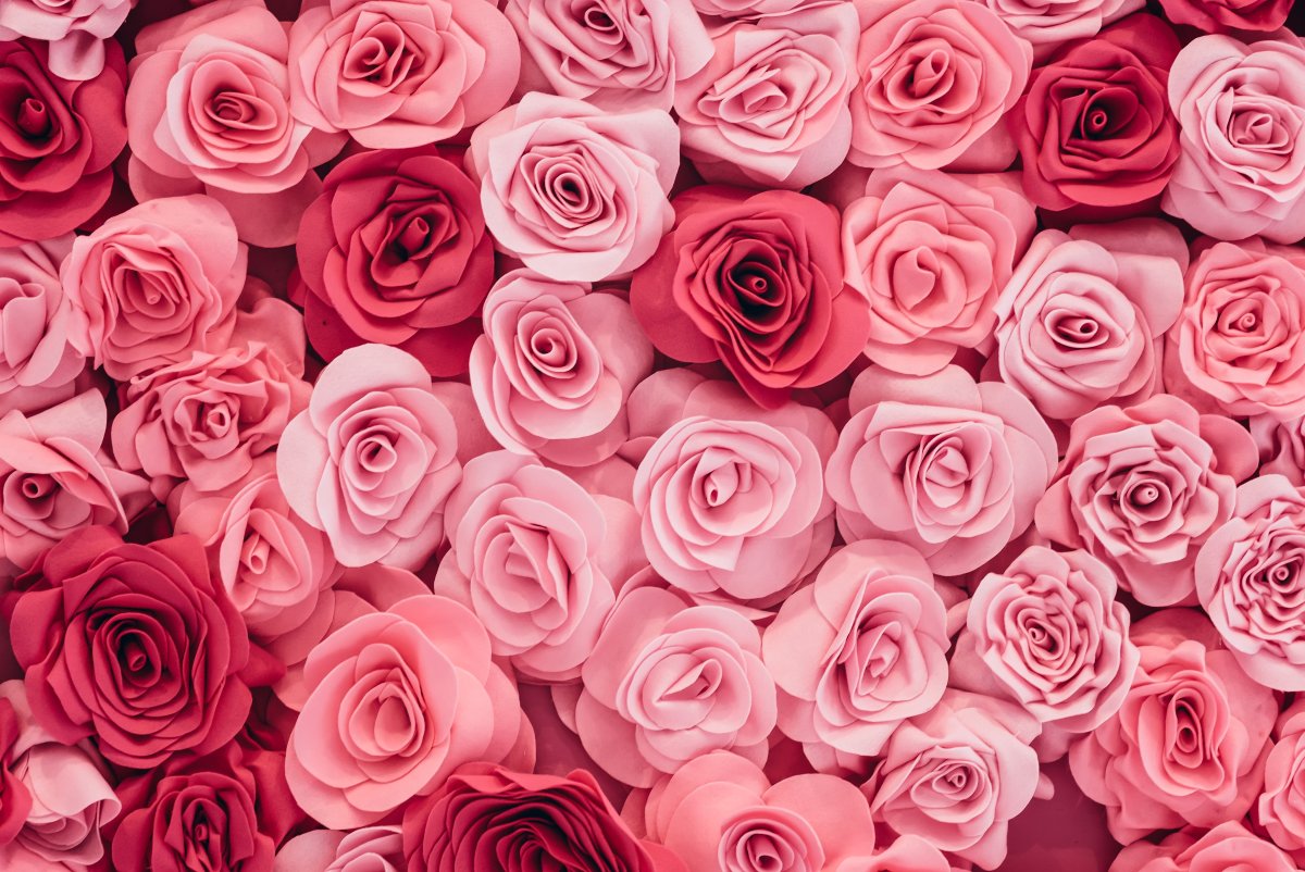 Розы Пинк Фловерс. Розовые розы. Розы фон. Розовый цветочный фон.