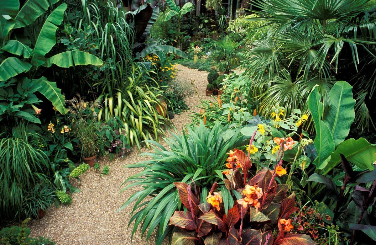 Джим холокауст тропики. Чили Сельва тропические цветы. Тропический сад. Растения джунглей. Сад джунгли