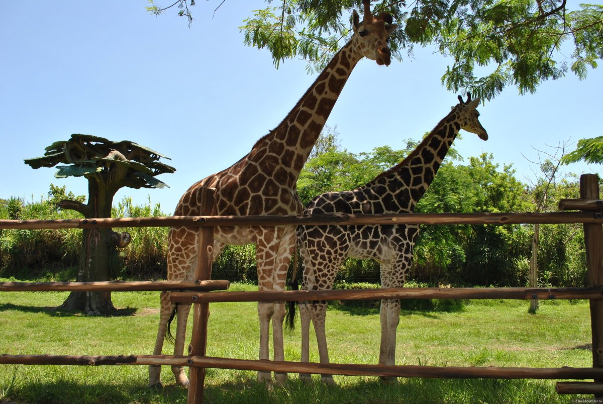 Сафари парк Краснодар. Бали зоопарк сафари. Сафари-парк Краснодар Жирафы.