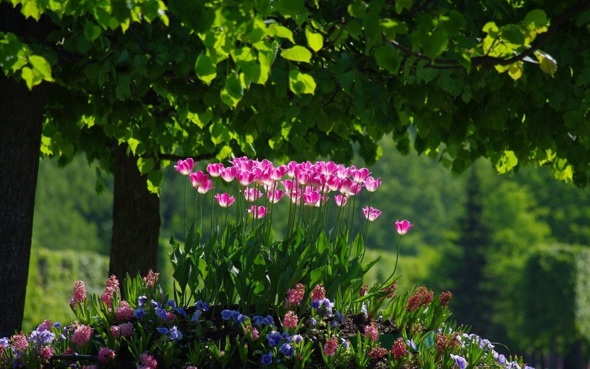 Природа цветы. Весенние цветы. Красивые весенние пейзажи. Весенние цветы в природе