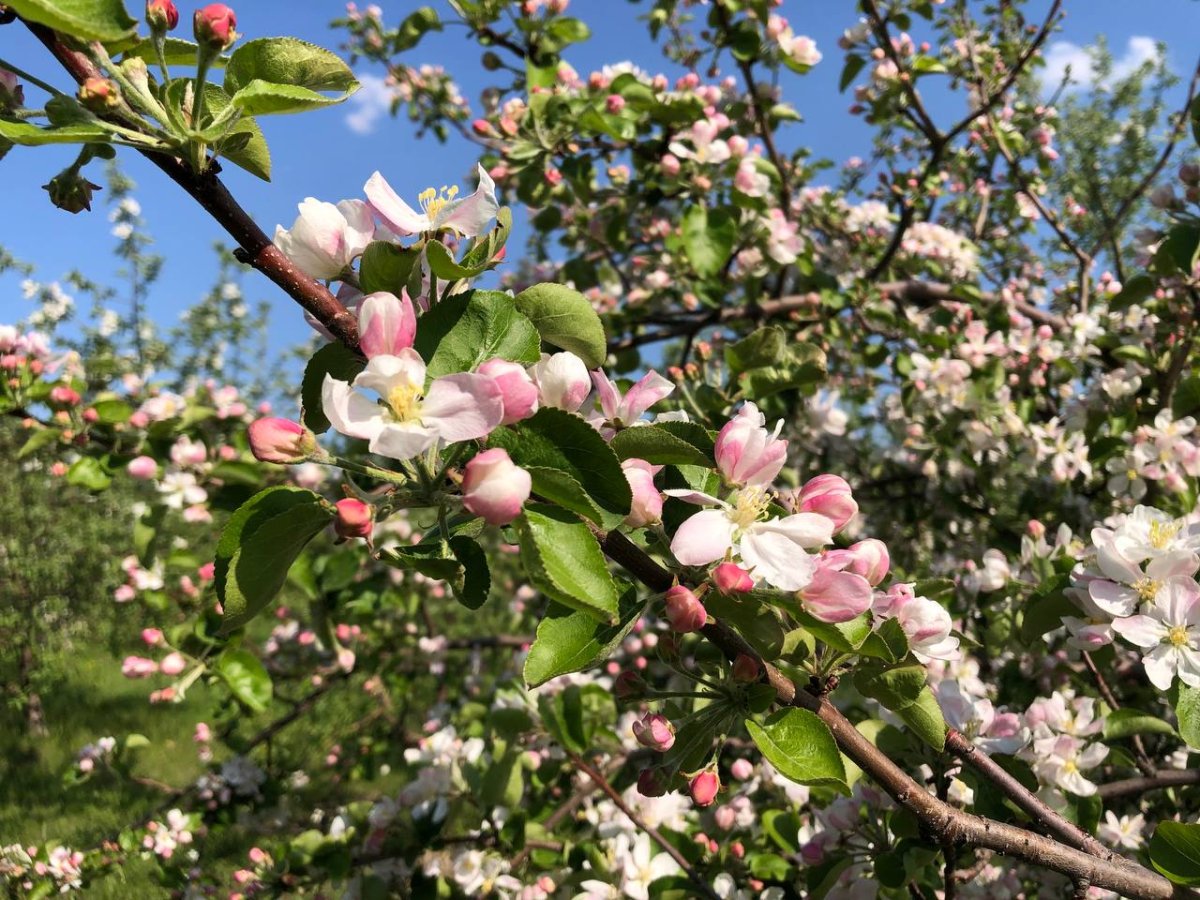 Деревья цветущие розовыми цветами. Яблоневый сад. Какие деревья цветут в июне. Яблони в Красноярске. Распускание яблони