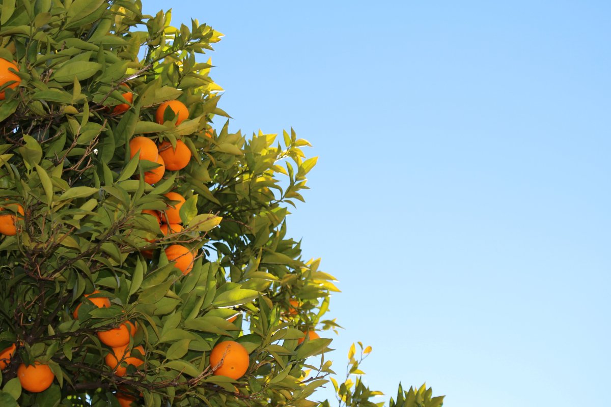 Мандарины весной. Мандарин дарахти. Померанец дерево. Мандарин цитрусовые дерево. Цитрус мандарин (плоды желто-оранжевые).