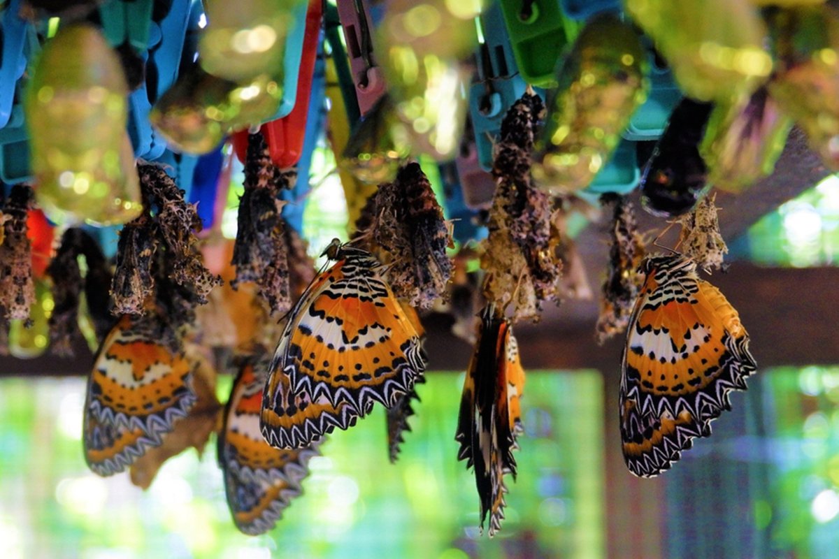 Парк бабочек в Дубае. Парк тропических бабочек в Новосибирске. Музей бабочек Хайнань. Парк бабочек Санья.