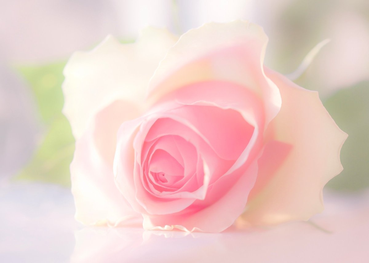 Розовые розы. Нежные цветочки. Бледно розовые цветы. Сколько стоит нежный