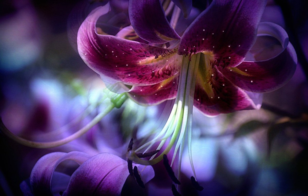 Сиреневая лилия фото