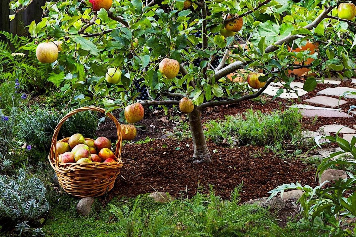Какие фруктовые деревья посадить на участке. Бардси яблоня. Аркадия Гарден плодовый сад. Ландшафт яблони Сморода. Плодовые деревья на даче.