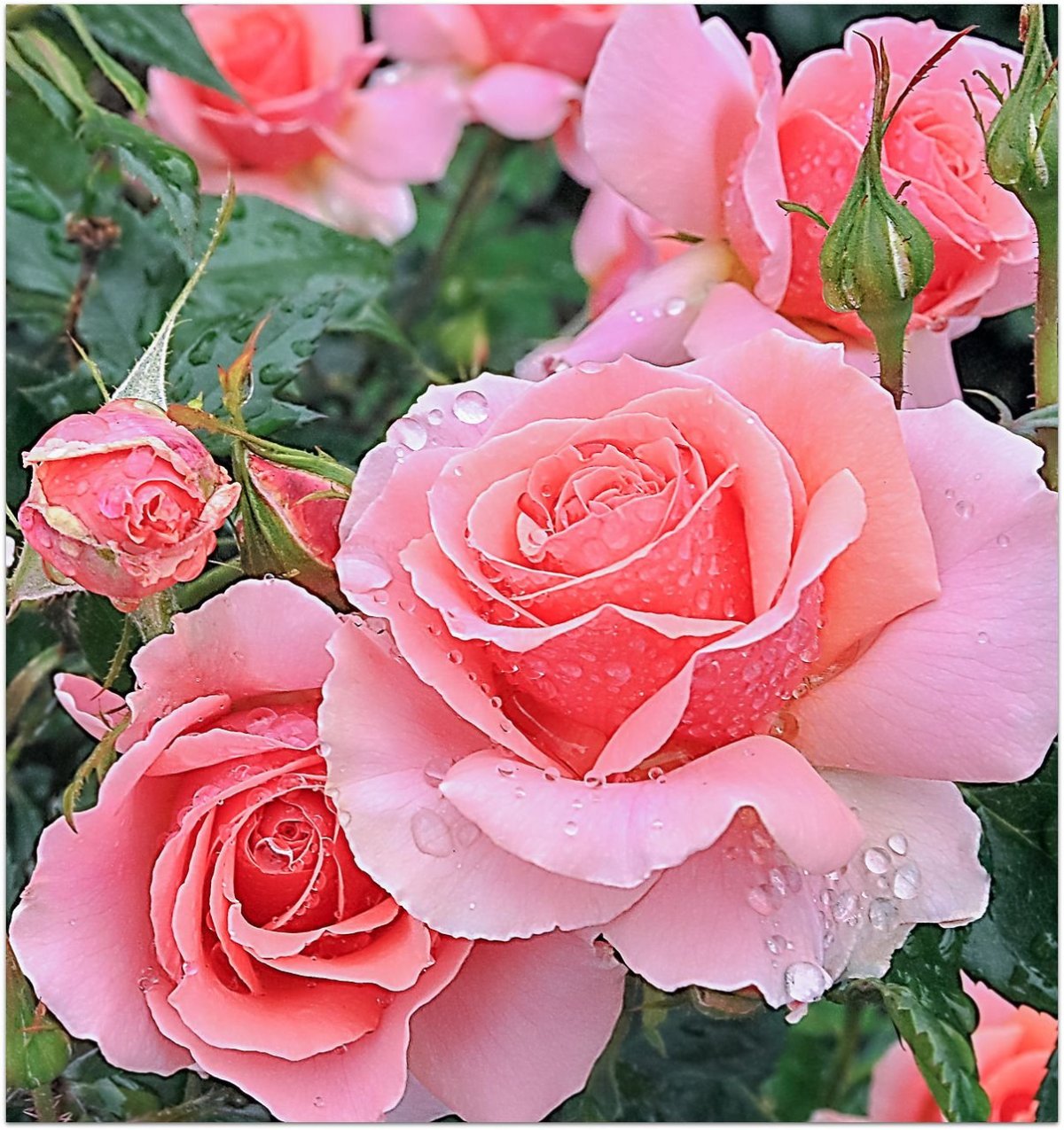Rose is beautiful. Жизель флорибунда.