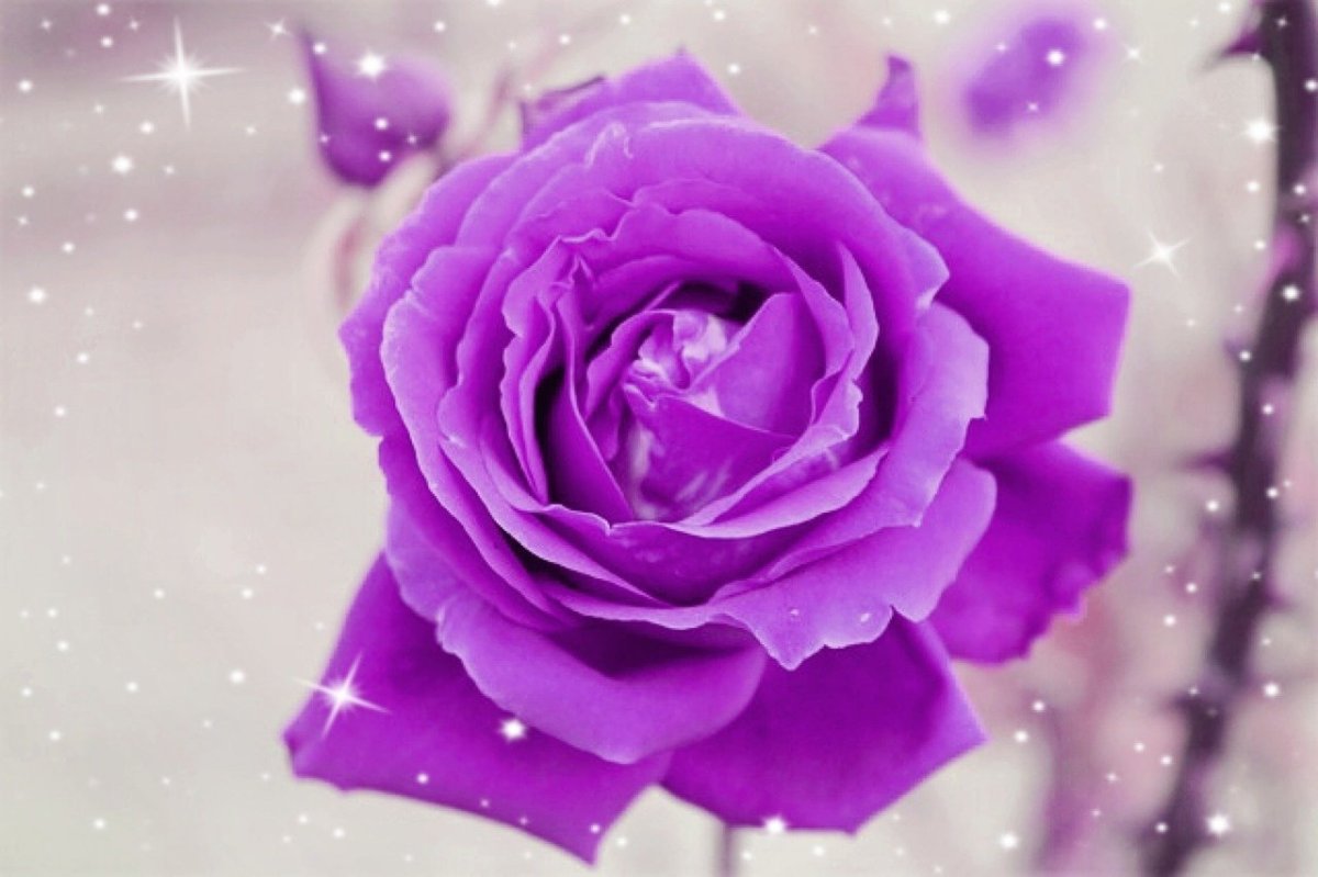 Фиолетовые розы. Розы розово сиреневые.