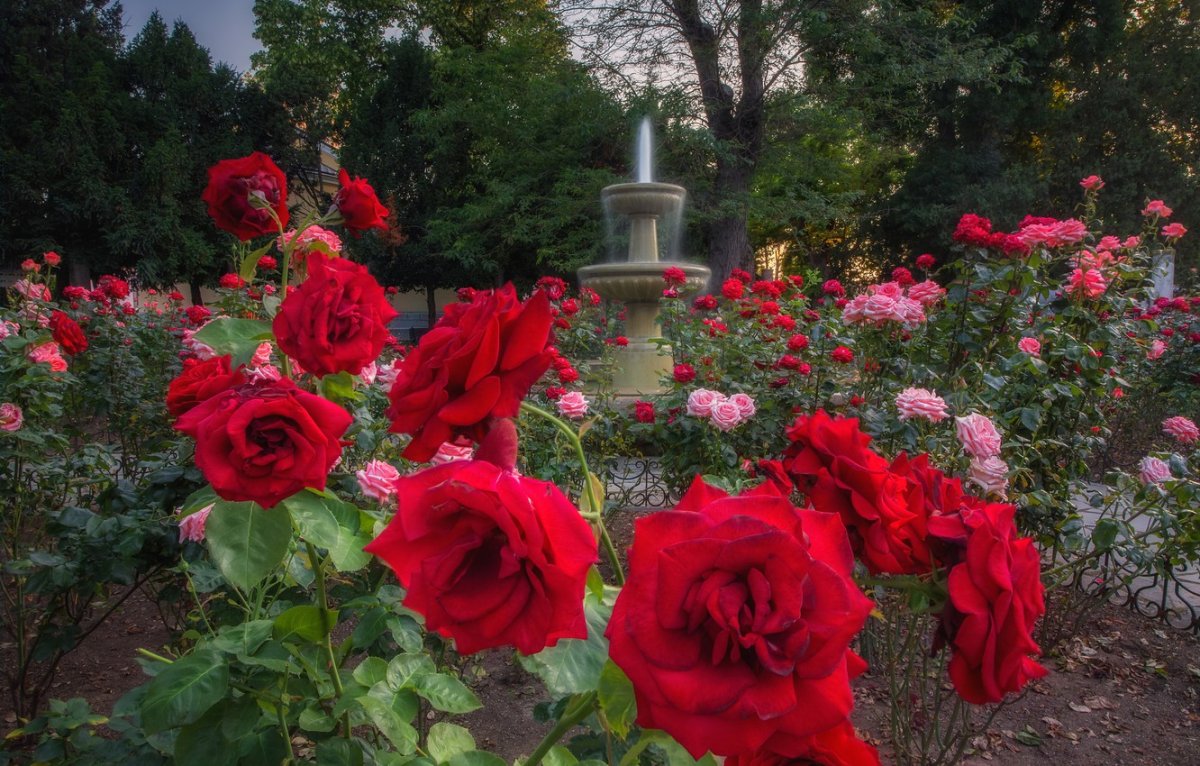 Купить розы в севастополе. Итальянский дворик розы Севастополь Херсонес. Парк роз. Парк роз Тбилиси.