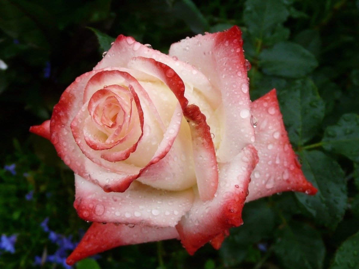 Похожие сорта роз. Гибридные Королевские розы. Чайно- гибридные розы- хамелеоны.