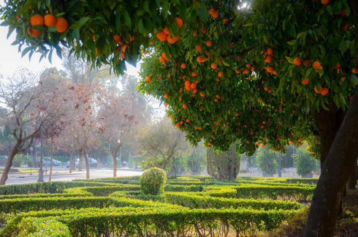 Фруктовый лес. Апельсиновые Рощи в Испании. Пицунда апельсиновая роща. Апельсиновые сады Абхазии. Апельсиновая роща в Кемере.
