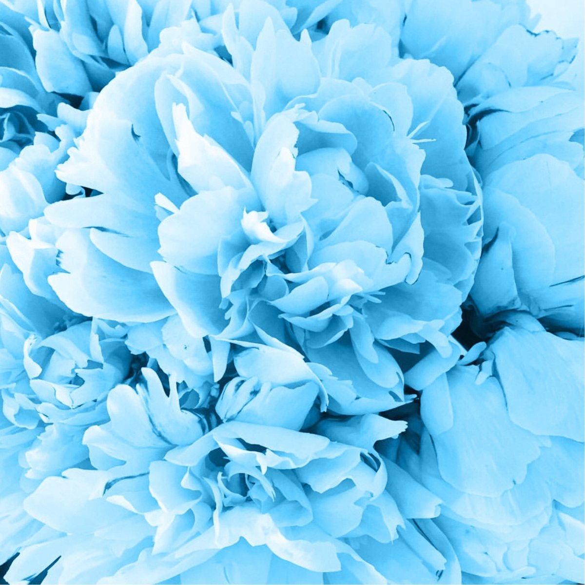 Пион голубая Хризантема. Пион голубой. Голубой цвет. Бирюзовые цветы. Нежно голубой тон