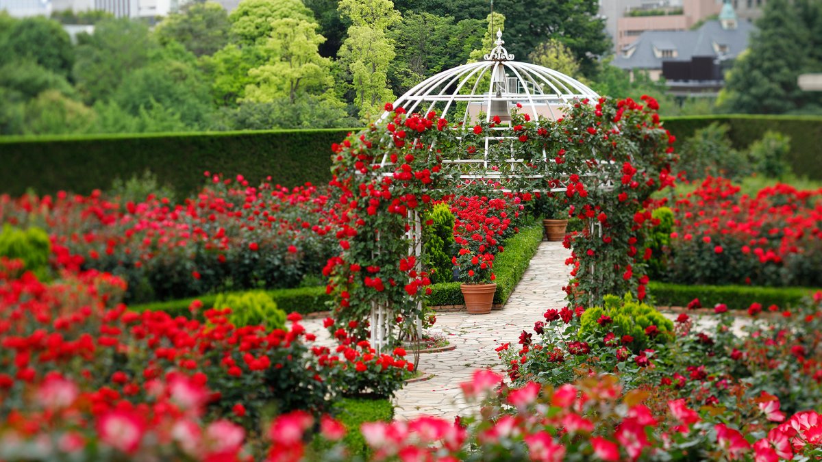 Риджентс парк розарий. Букингемский дворец сад беседки. Сколько раз цветут розы