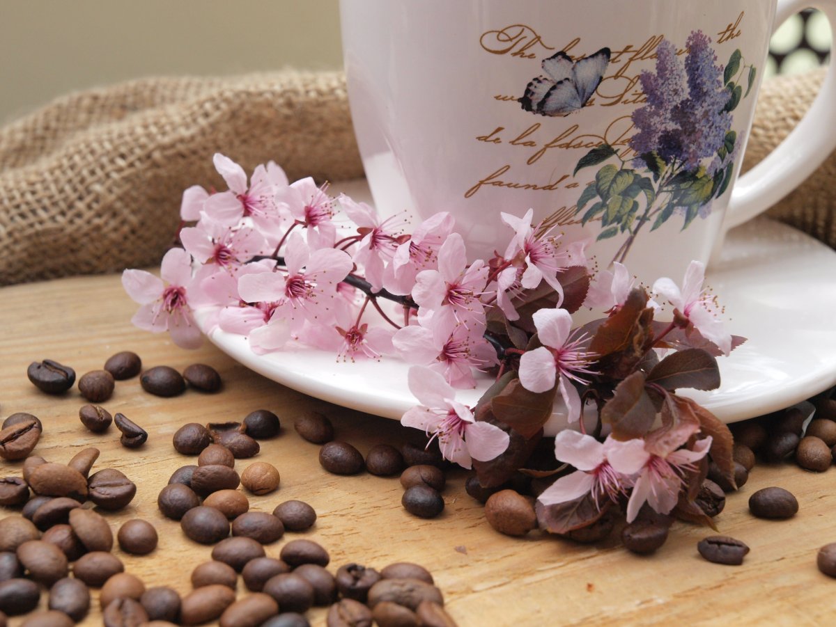 Кофе и цветы. Кофе с цветами. Цветы в кружке. Цветы и кофе с добрым утром.