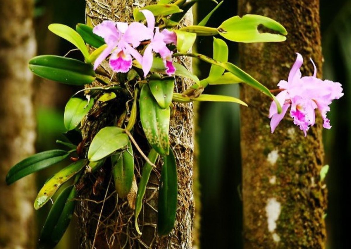 Эпифитная Орхидея. Орхидея эпифит. Орхидеи Эпифиты фото. Орхидеи Шри-Ланки. Plants орхидея