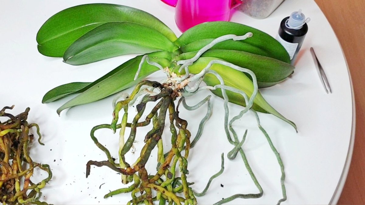 Новые корни орхидеи. Омолаживание орхидеи фаленопсис. Орхидея срезанная. Корни орхидеи. Шейка орхидеи.
