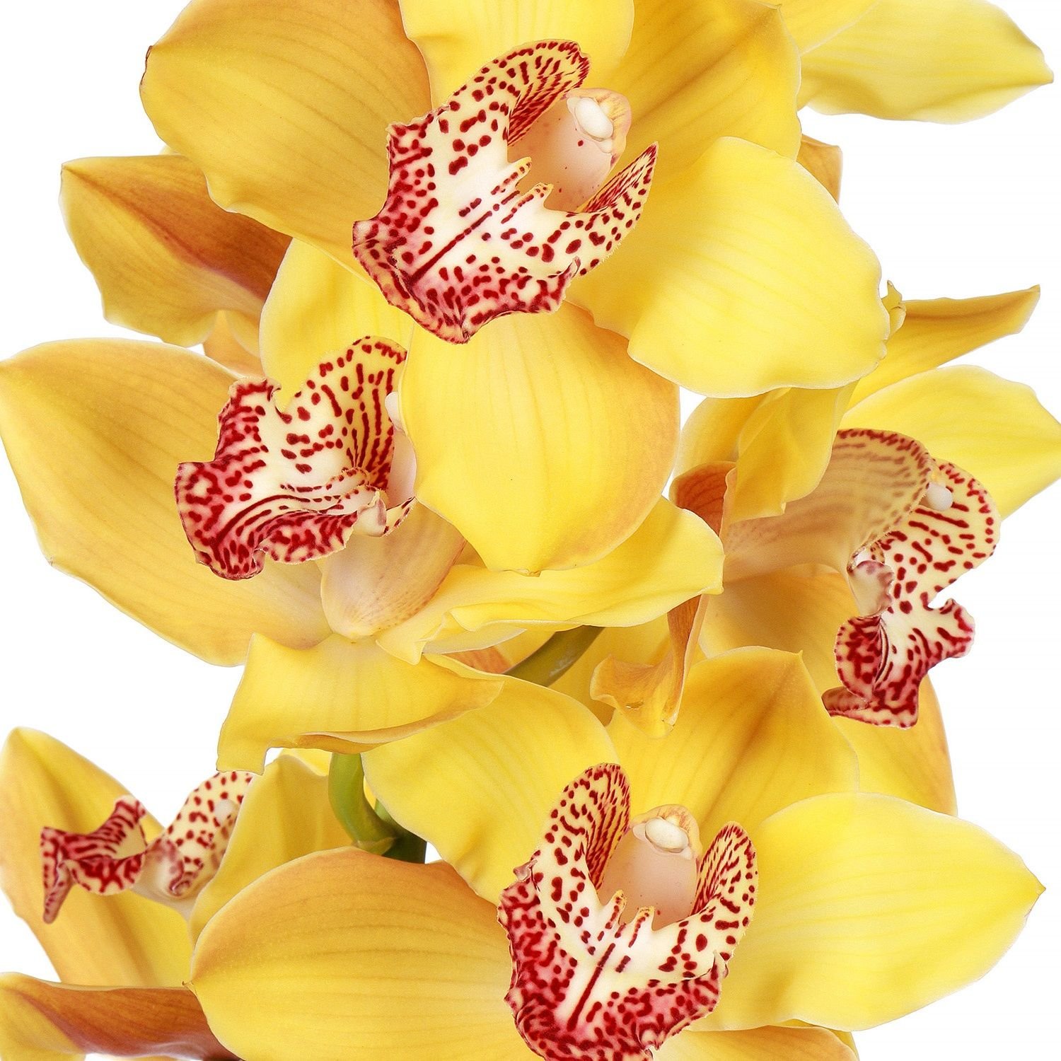 Орхидея Цимбидиум желтая. Фаленопсис желтый леопард. Цимбидиум срезка. Yellow Leopard Орхидея. Желтая орхидея в горшке