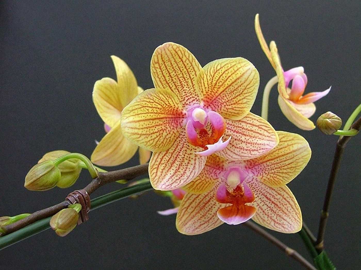 Flowers orchids. Фаленопсис Мастерпис. Фаленопсис мультифлора Cancun. Фаленопсис мультифлора Sunshine.
