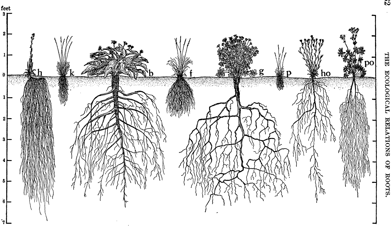 Какие корни у сосны. Глубина корневой системы деревьев. Корневая система сосны схема. Корни сосны глубина.