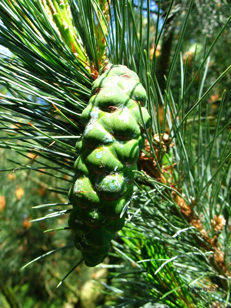 Сосна румелийская купить. Pinus peuce. Сосна Балканская румелийская. Сосна Pinus peuce. Сосна румелийская шишки.