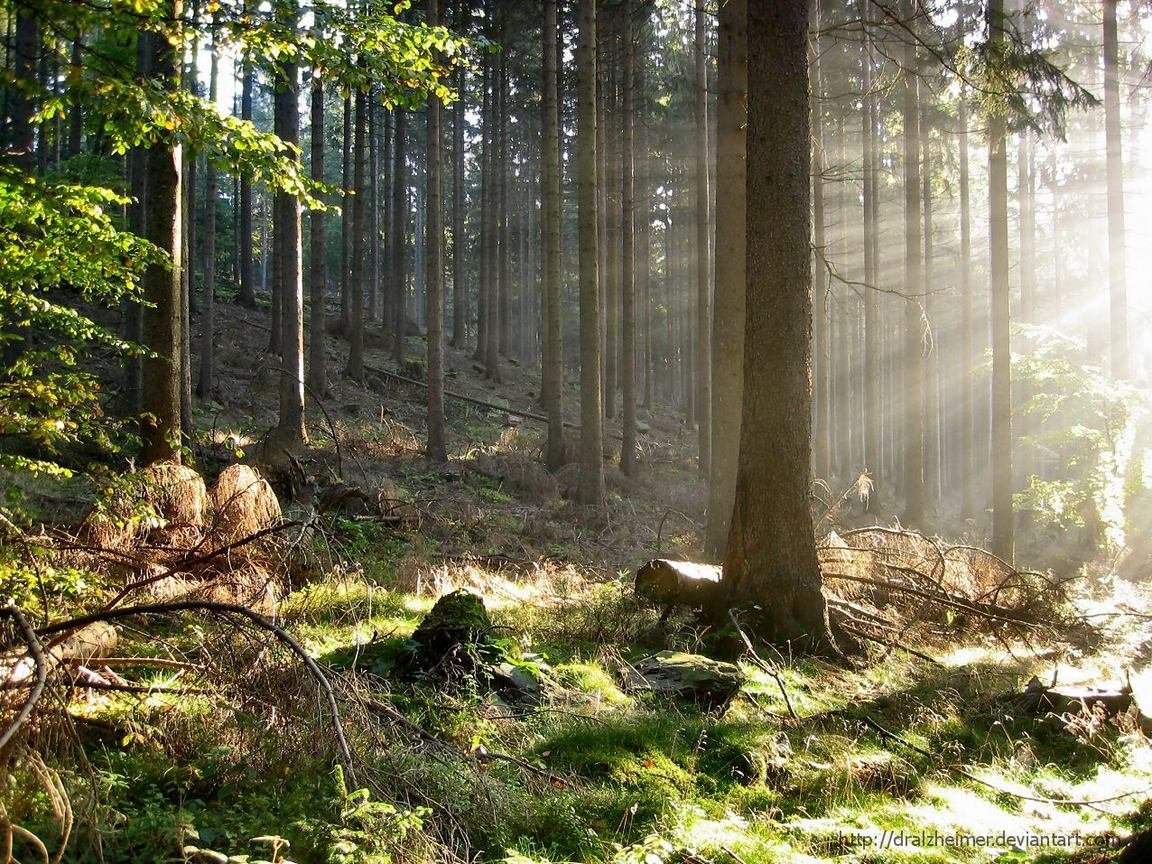 Смешанный Уральский лес опушка. Красивые леса. Сосновый лес. Сказочный лес.