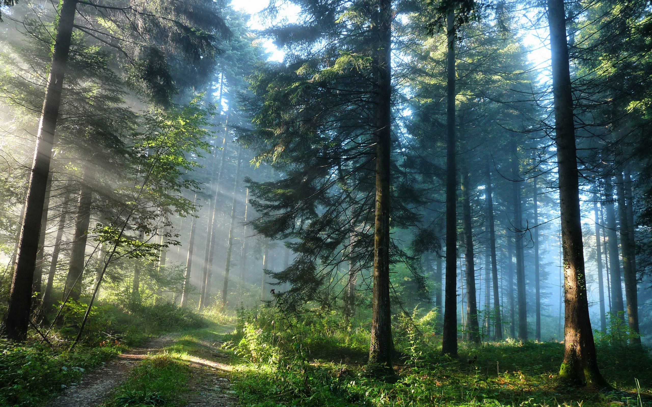 Спокойно ранним утром в глухом лесу. Природа лес. Красивый лес. Летний лес. Лес фон.