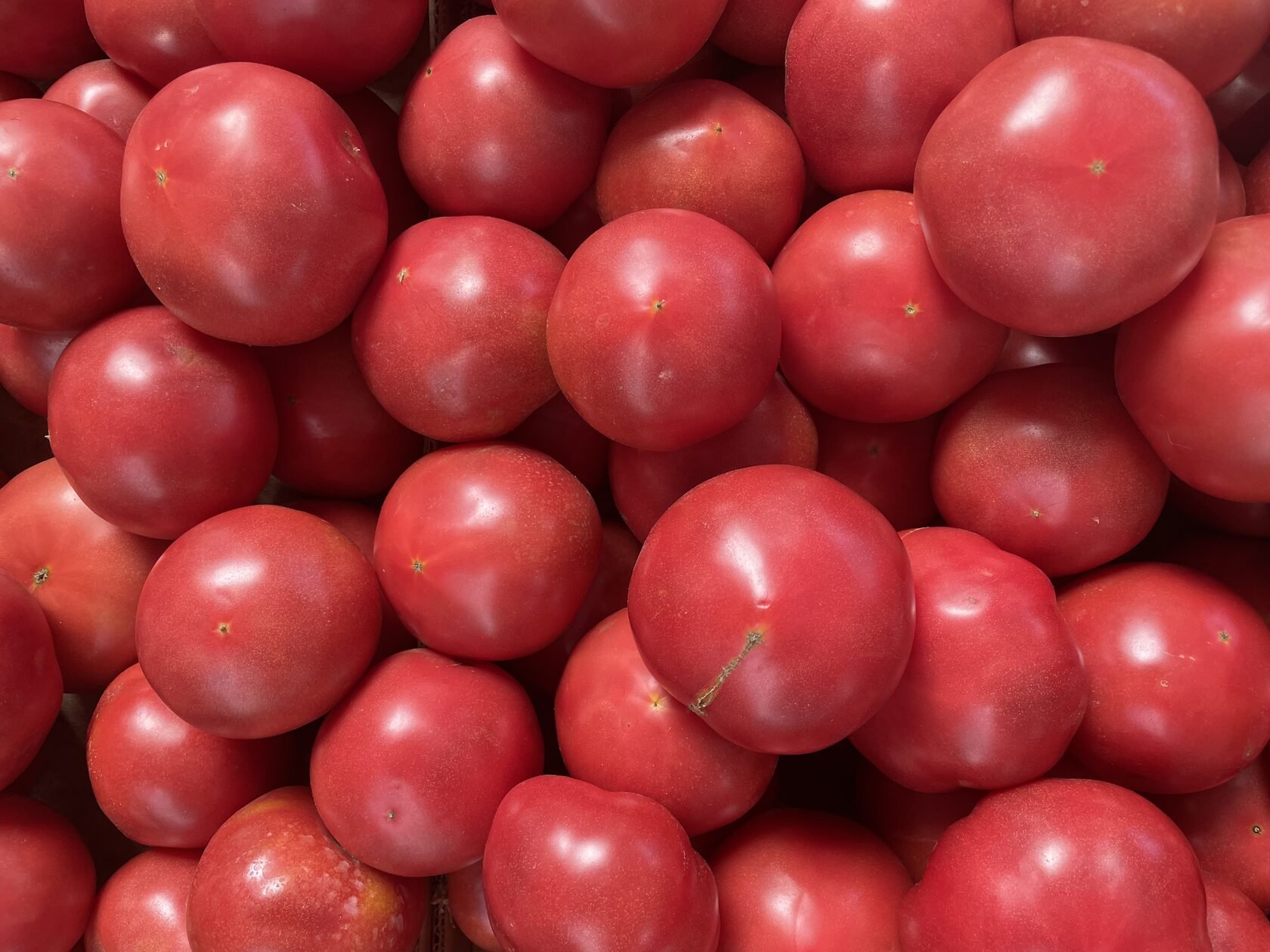 Розовый томат открытого