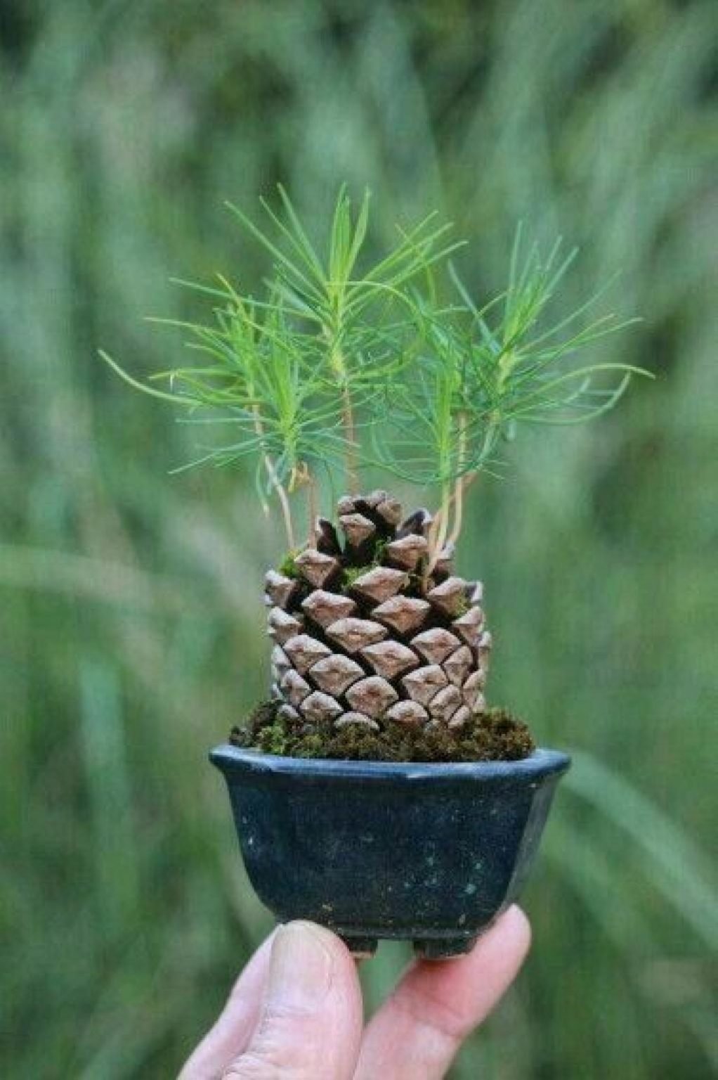 Pinus pinea орехи. Pinus pinea шишки. Хвойник кедр Сибирский. Pinus pinea Bonsai.