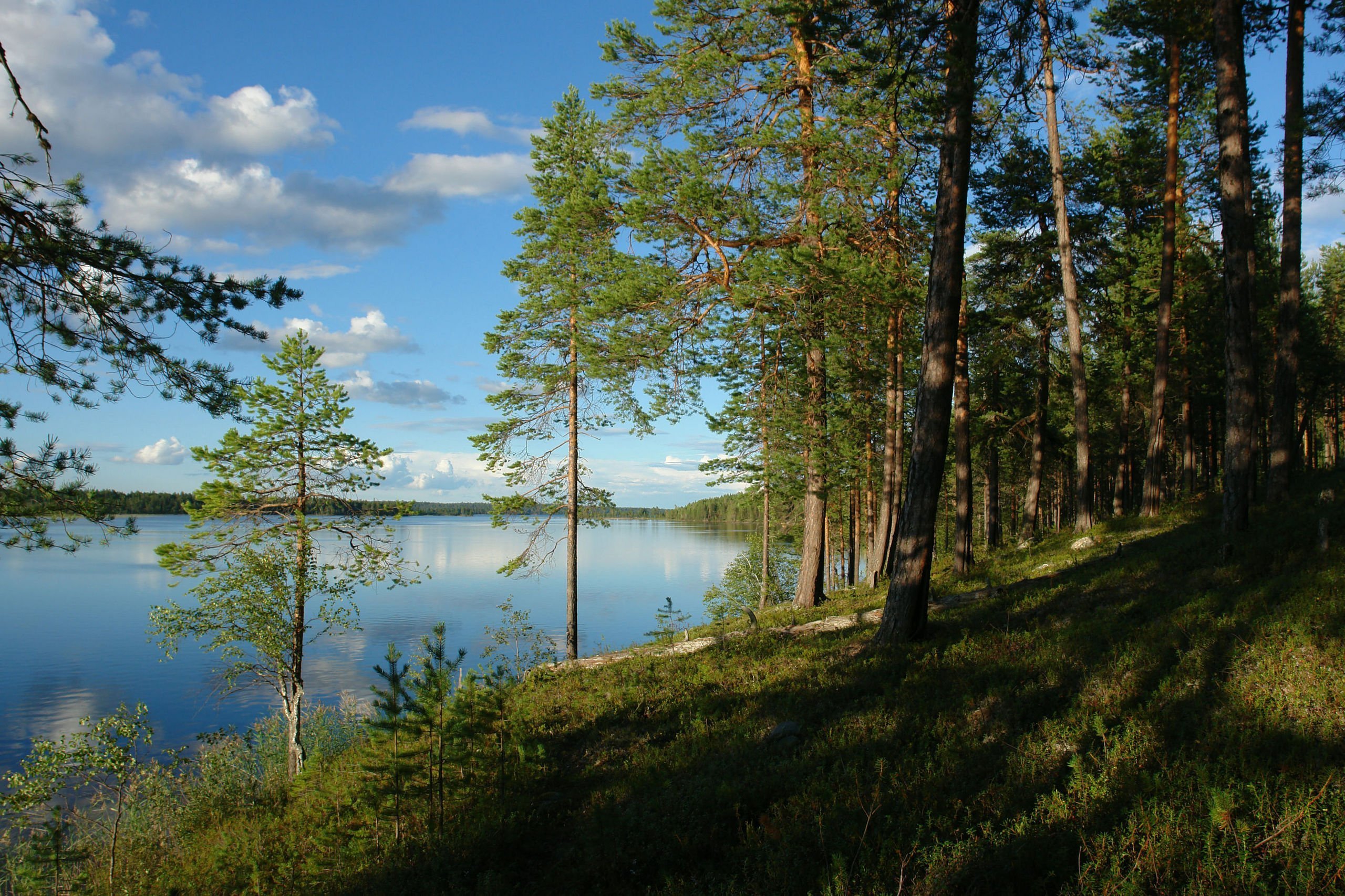 Хорошо гулять по берегу лесного озера. Озеро Лососинное Карелия. Сосновый лес и озеро Карелия. Сосновый Бор Карелия. Пряжинское озеро Карелия.