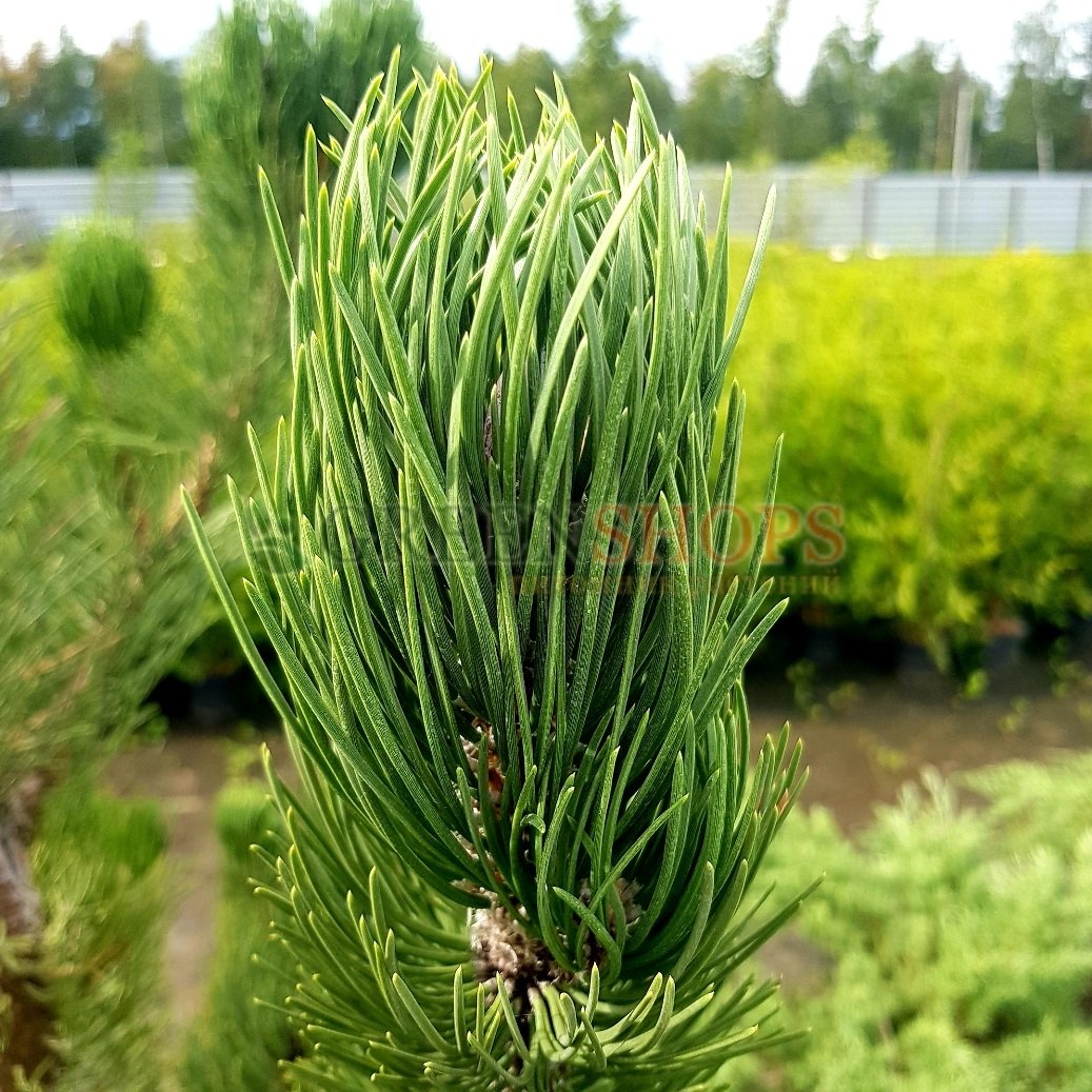 Pinus nigra Oregon Green. Сосна Горная Орегон Грин. Сосна черная Oregon Green. Сосна Грин рокет.