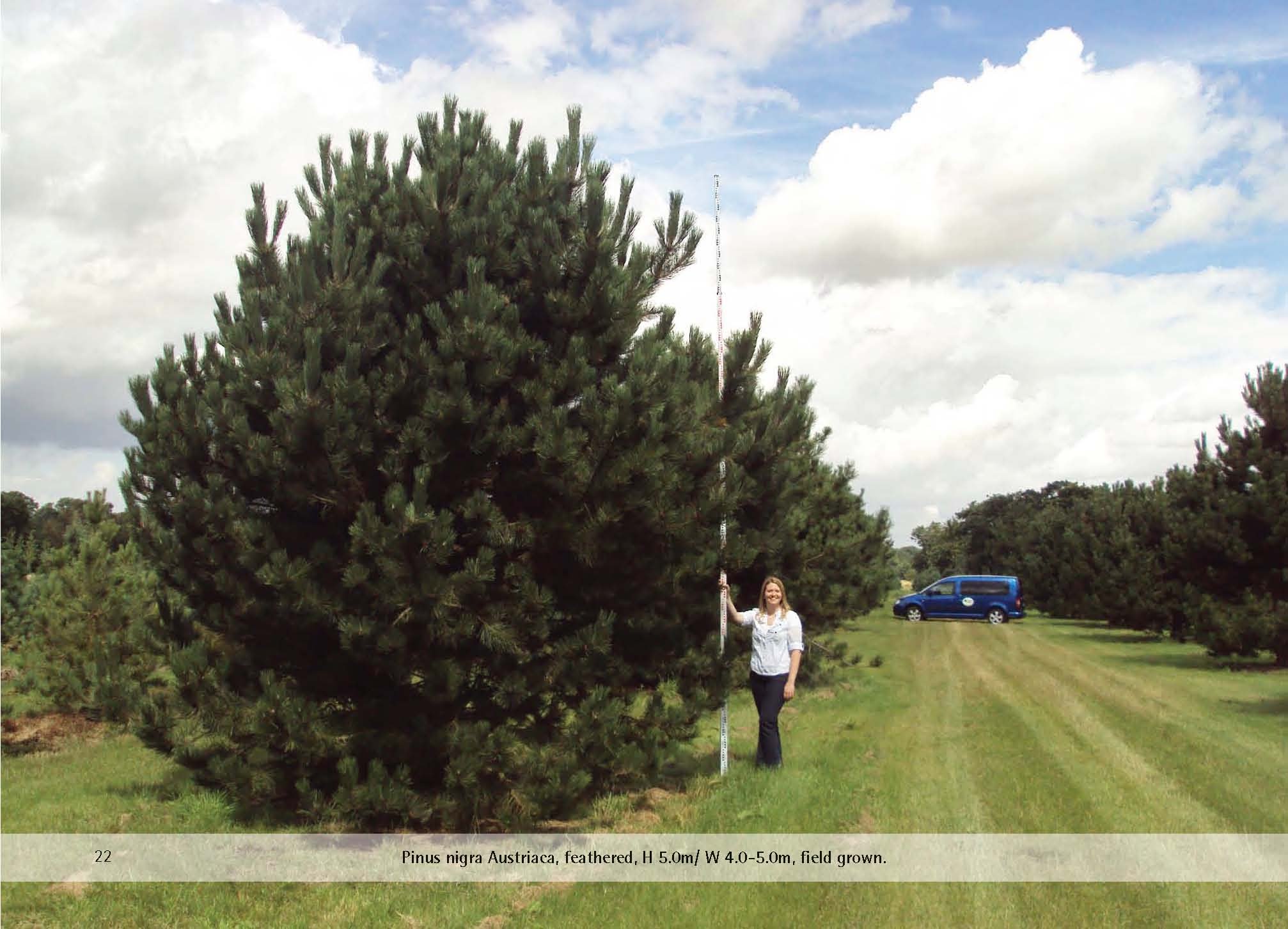 Pinus nigra Oregon Green. Сосна черная Орегон Грин. Сосна Горная Орегон Грин. Сосна сосна Орегон Грин.
