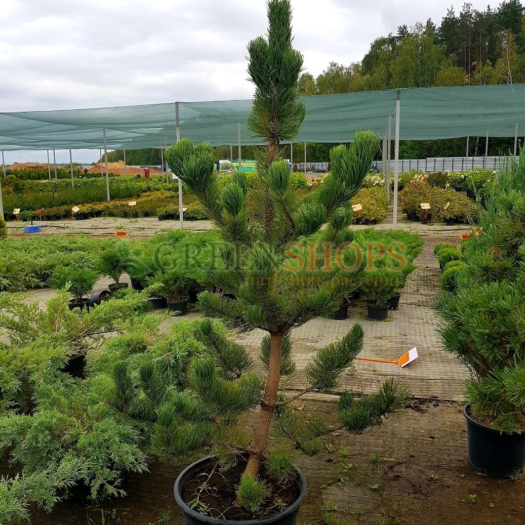 Орегон Грин сосна ниваки. Сосна черная Oregon Green. Pinus nigra Oregon Green. Сосна черная (сорт 'Oregon Green').