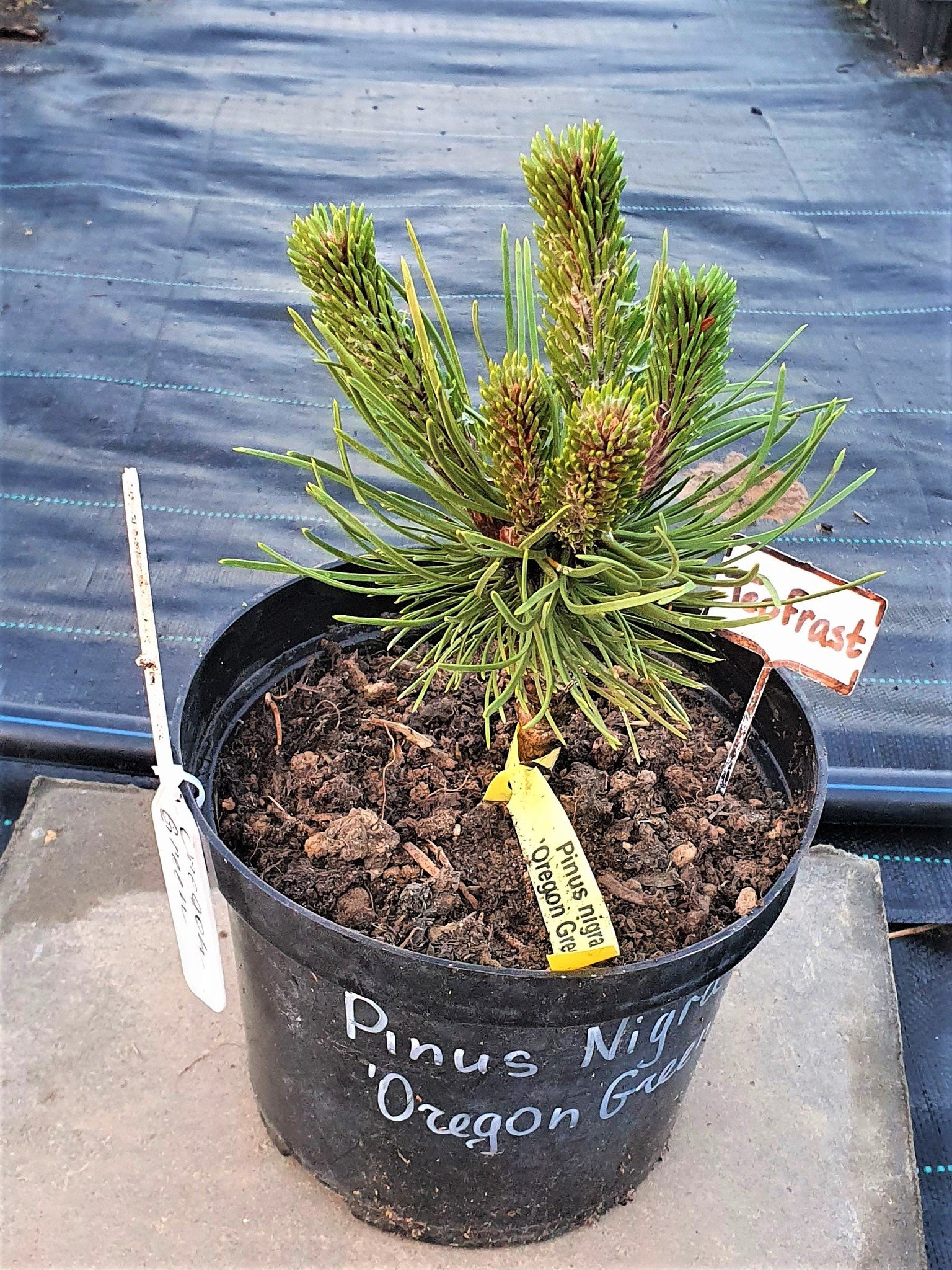 Pinus nigra Oregon Green. Сосна черная Орегон Грин. Pinus nigra Pierrick Bregeon Мультиштамб. Сосна Грин Тауэр.