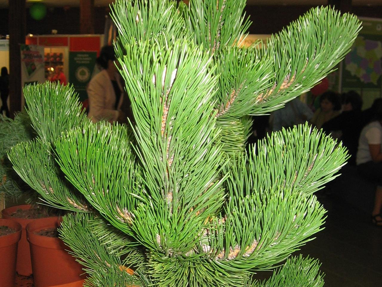 Pinus nigra Oregon Green. Сосна черная Oregon Green. Pinus nigra (сосна чёрная) 'Oregon Green'. Сосна черная «Орегон Грин» Pinus nigra «Oregon Green».