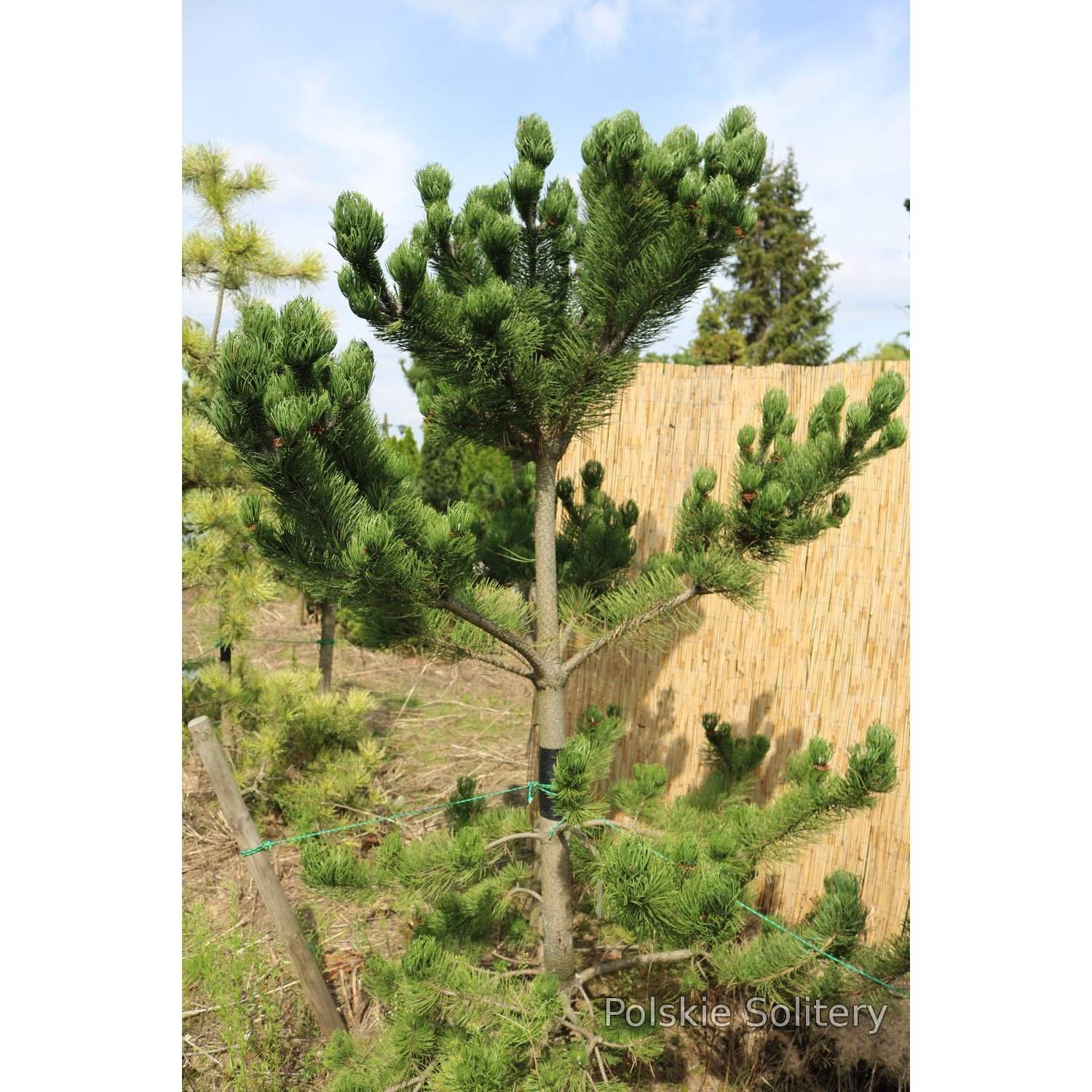 Сосна Горная Орегон Грин. Pinus nigra Oregon Green. Орегон Грин сосна ниваки. Сосна черная Oregon Green.