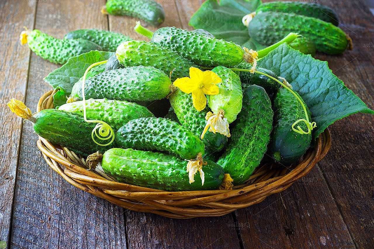 Vegetables and cucumber. Огурцы Зузана f1. Огурец Маринда.