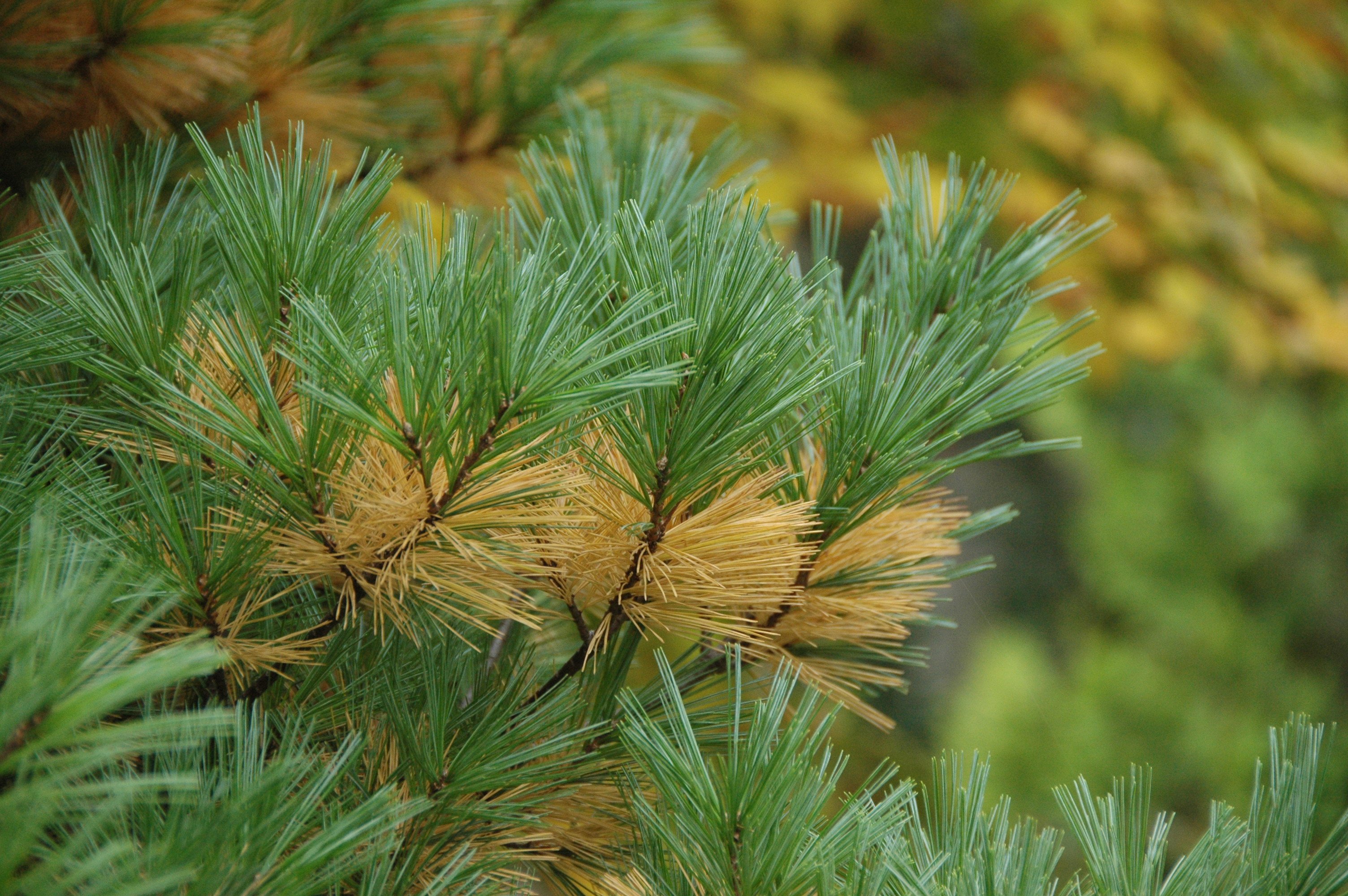 Пожелтение хвойных. Сосна Веймутова хвоя. Pinus strobus хвоя. Сосна Веймутова иголки. Сосна Тунберга Pinus thunbergii.
