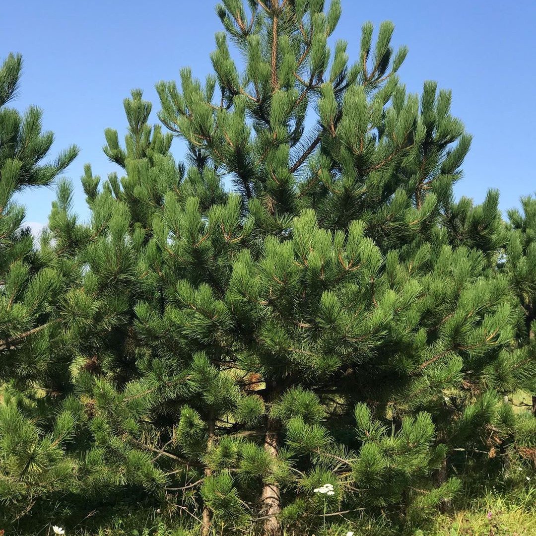 Pinus nigra. Сосна Pinus nigra. Сосна Крымская (Палласа) Pinus pallasiana. Pinus nigra Rondello. Сосна крымская купить