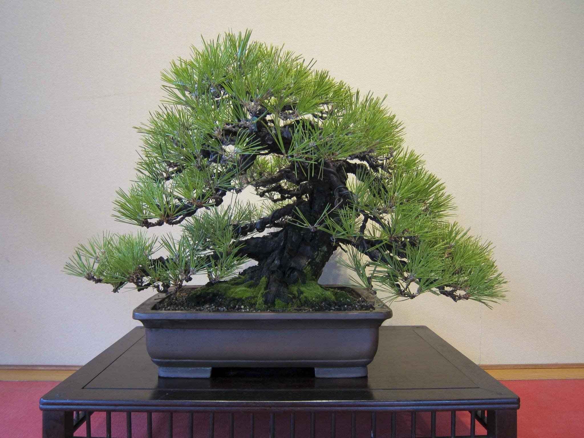 Хвойный бонсай. Сосна Тунберга бонсай. Pinus pinea Bonsai. Бонсай Нэцунагари. Сосна валлихиана бонсай.