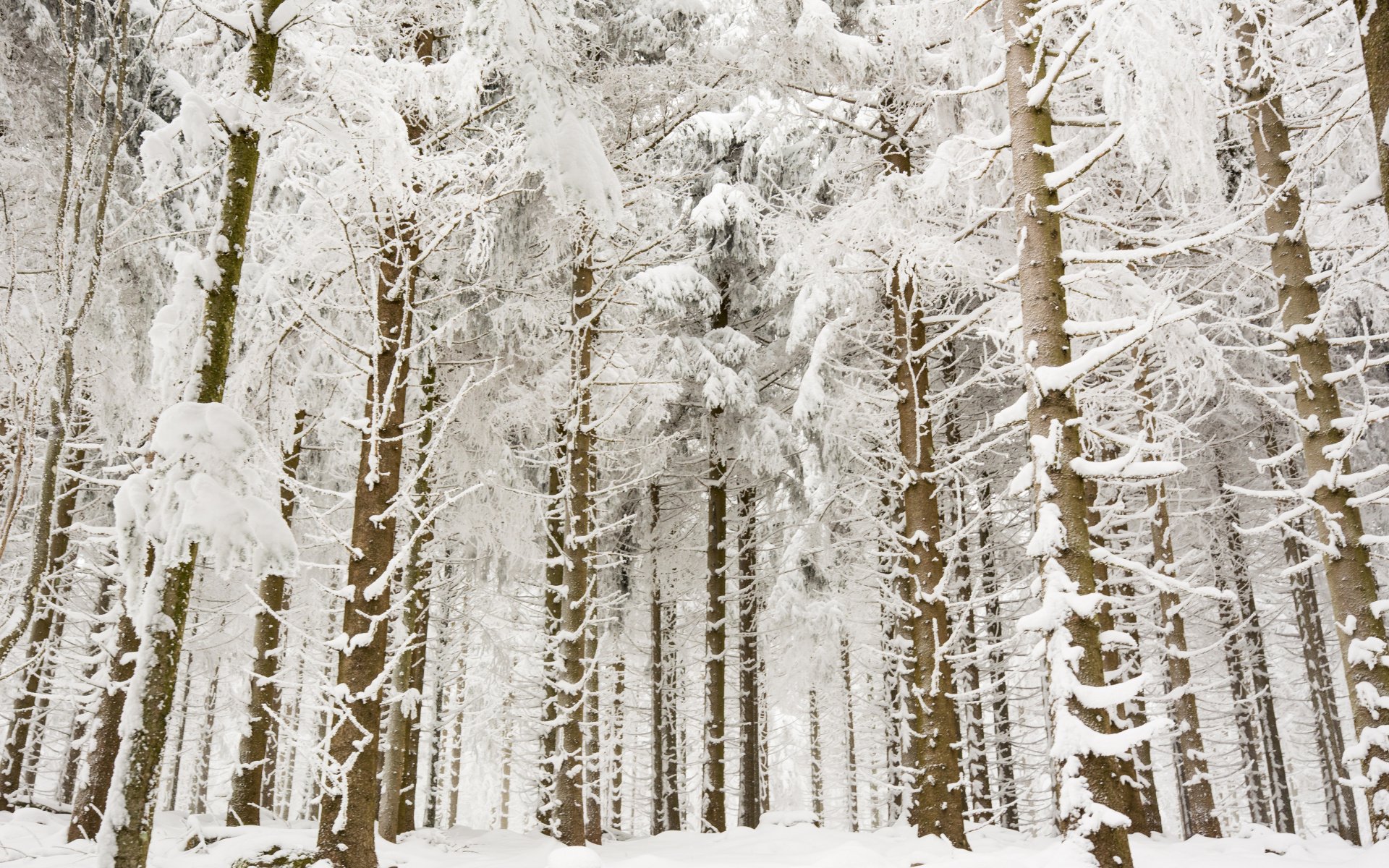 Снежок лесной. Зимой в лесу. Зимний лес. Заснеженный лес. Деревья в зимнем лесу.