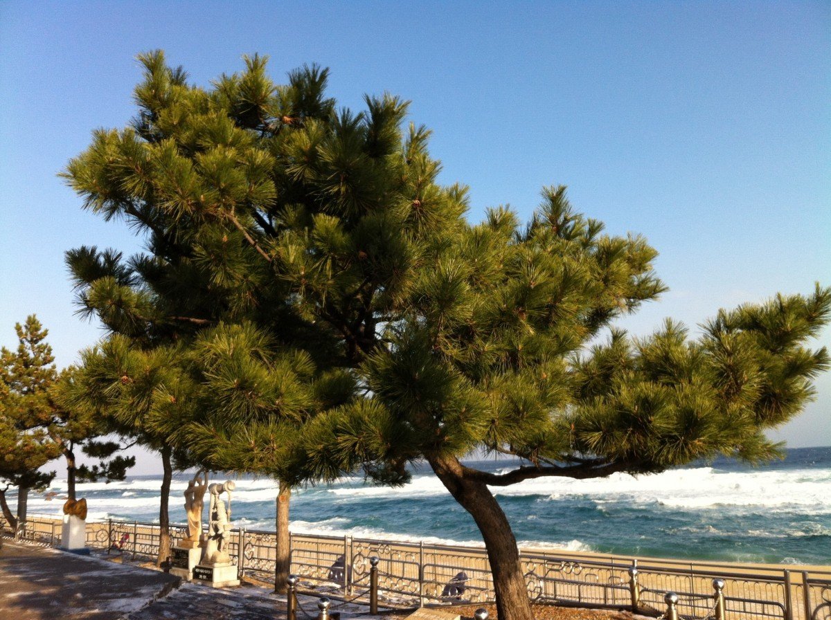 Пиния (Pinus pinea). Аллепская Пиния. Сосна Эльдарская. Эльдарская сосна обыкновенная. Хвойный океан