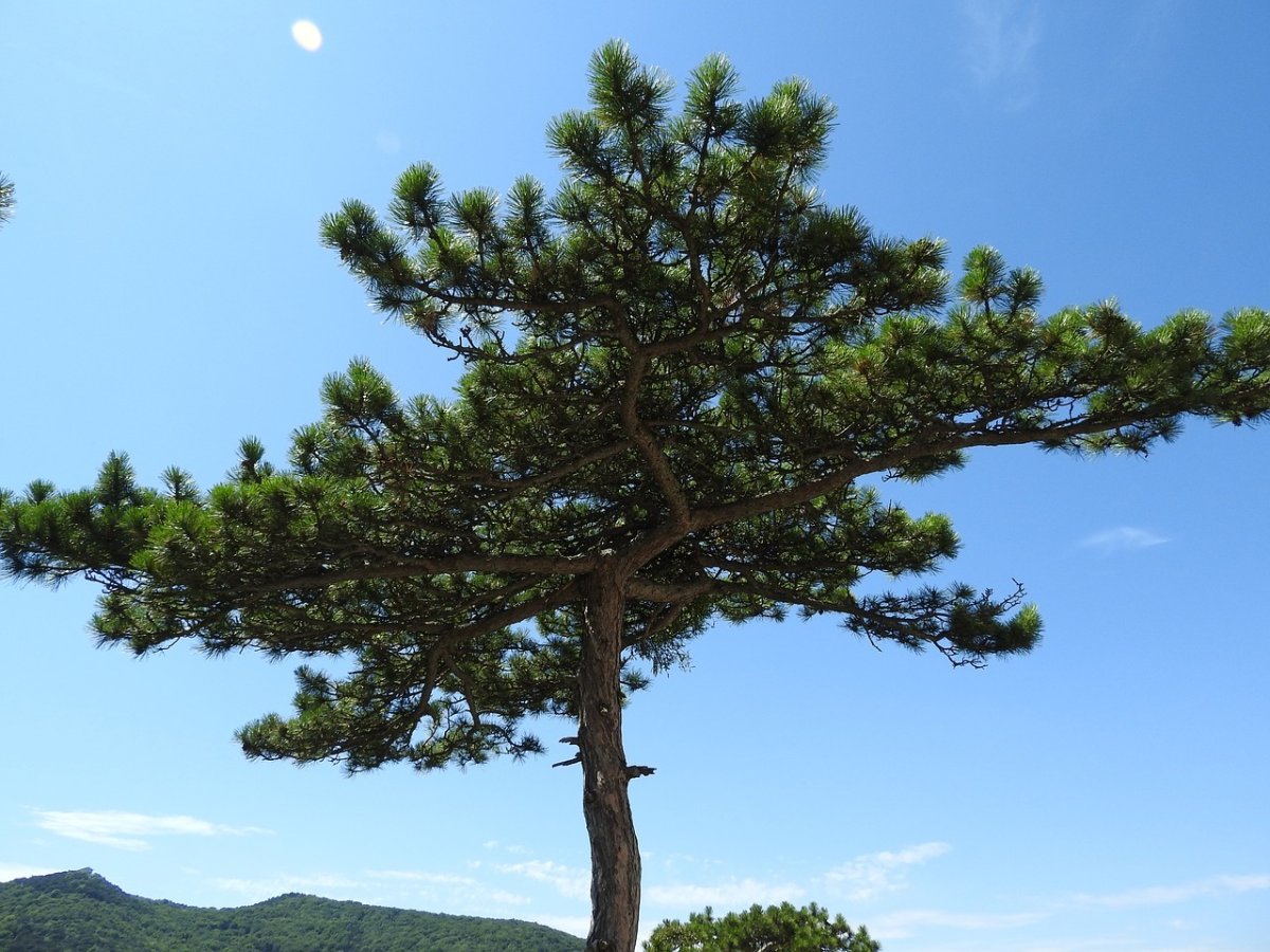 Хвойные кроны. Pinus bungeana сосна. Крона сосны обыкновенной. Пиния (Pinus pinea). Сосна обыкновенная форма Пиния.
