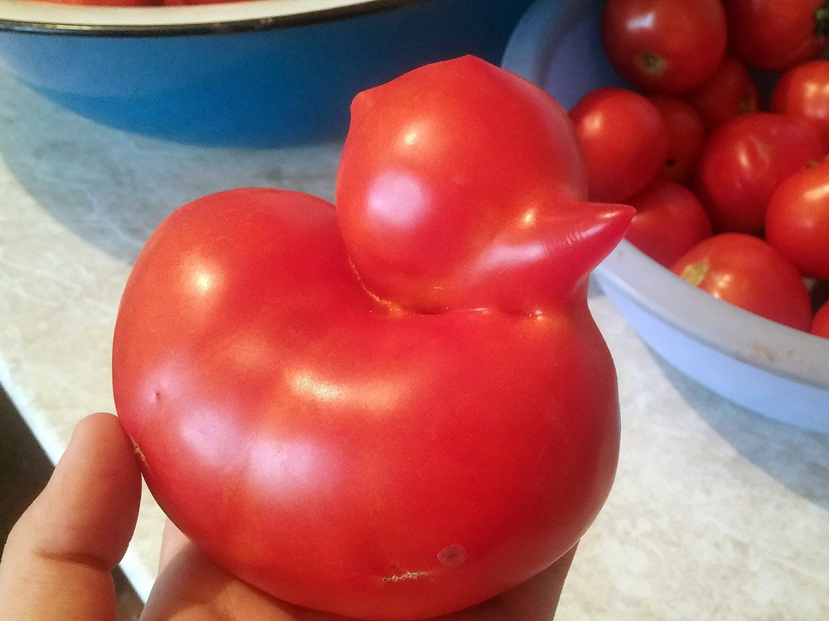 Похожие сорта томатов. Томат Махитос. Томаты необычной формы. Странный помидор. Смешной помидор.