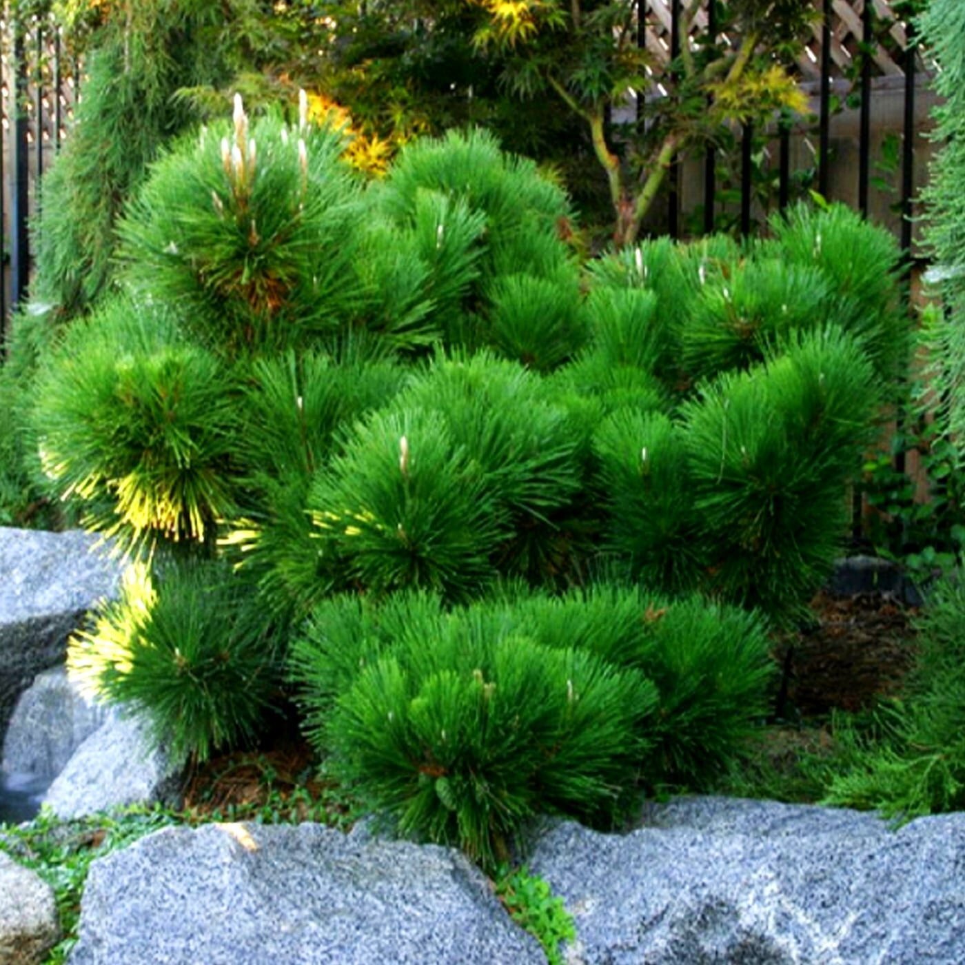 Тип хвойные. Сосна Тунберга Котобуки. Сосна Горная Тунберга. Pinus thunbergii 'ogon'. Сосна Горная Варелла.