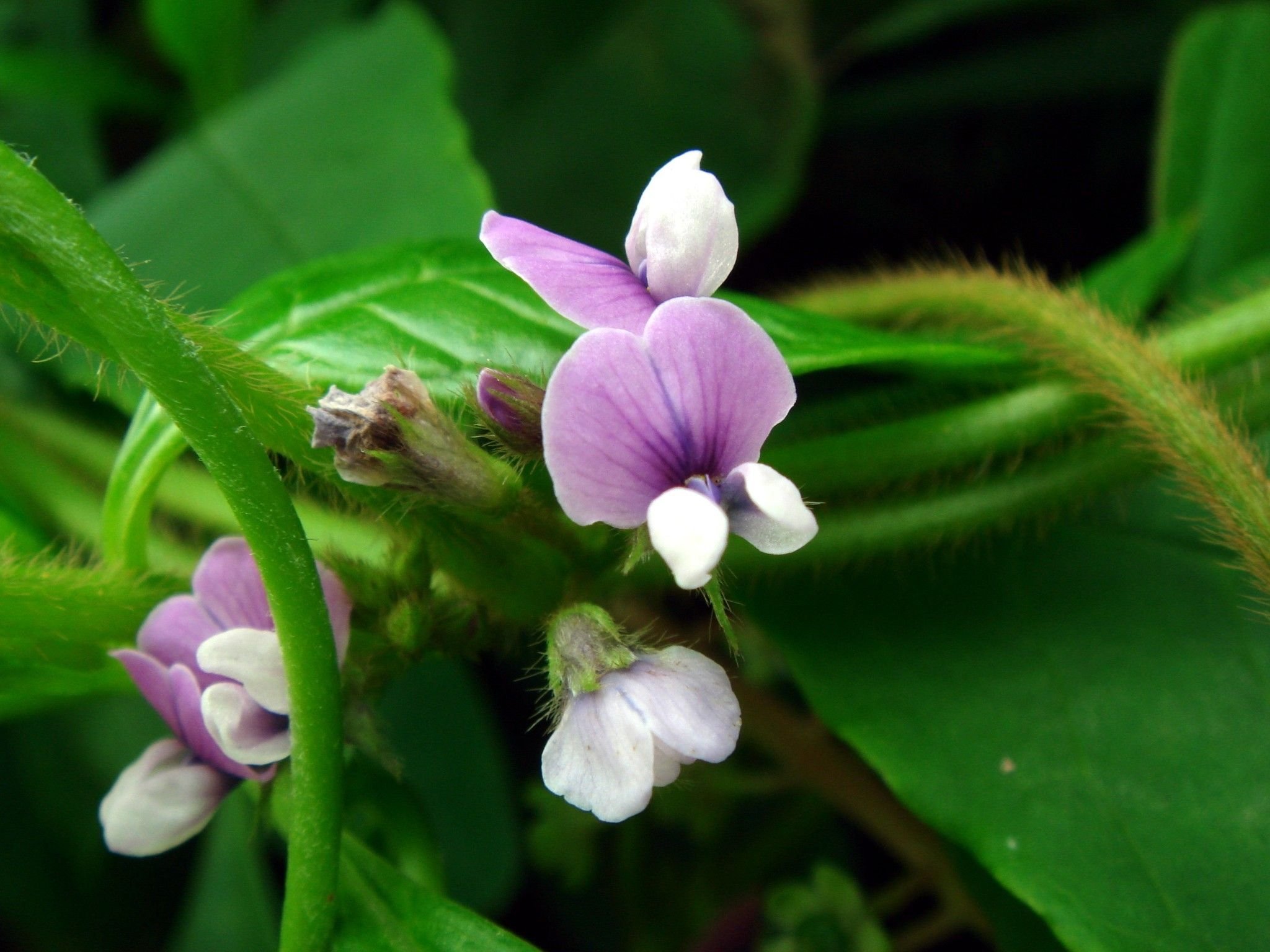 Кис растения. Соя Glycine Max. Соя ( Glycine Max l.). Соя яванская, многолетняя (Glycine javanica). Соя щетинистая цветок.