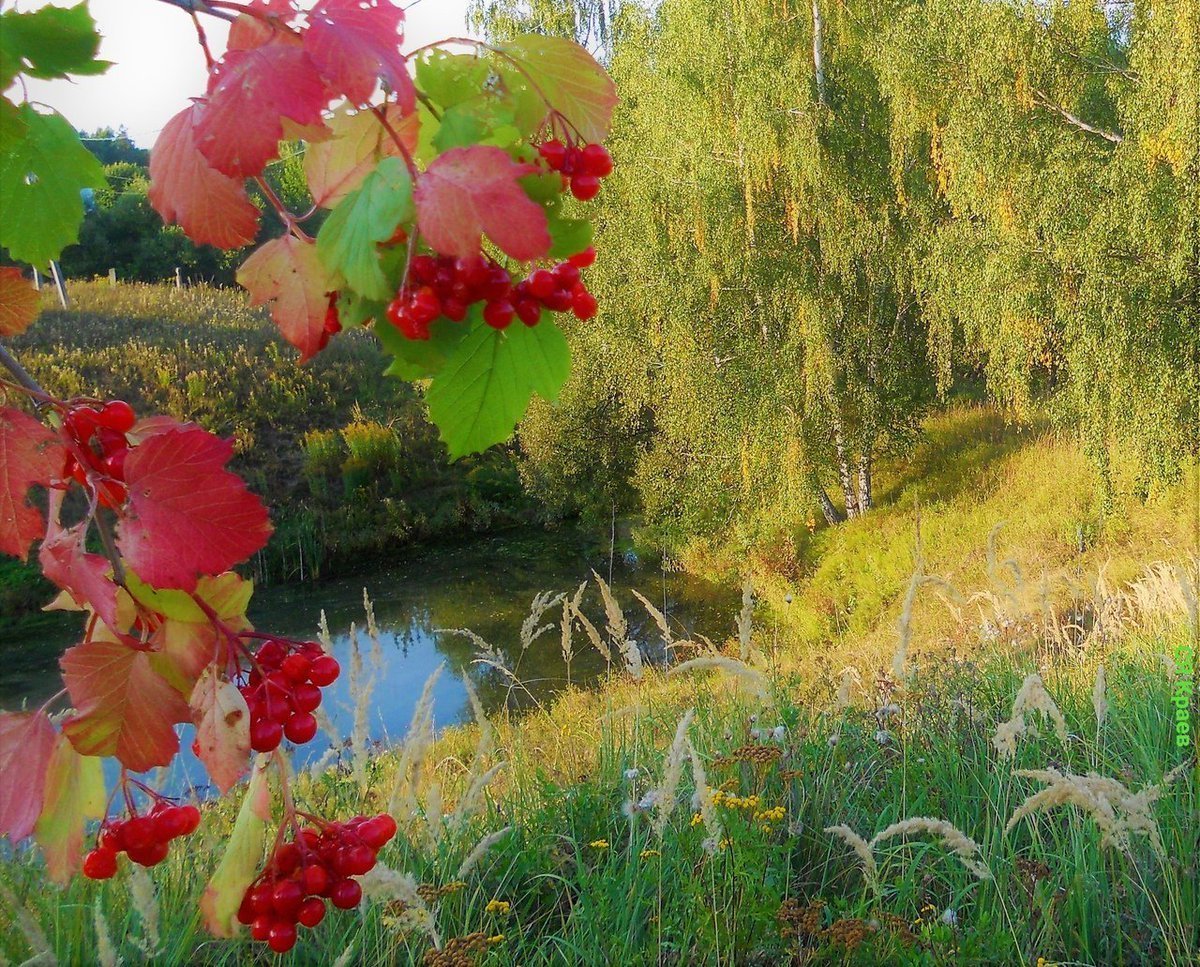Калина красная река. Калина красная куст. Рябина у реки. Цветет Калина у ручья. Рябина у пруда.