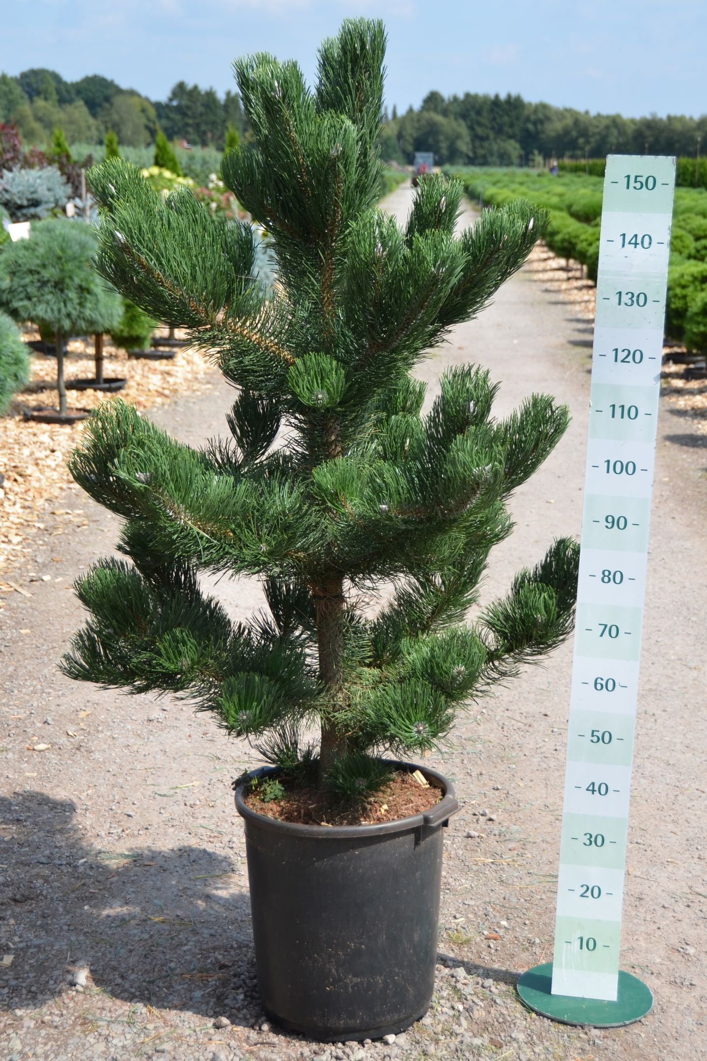 Сосна орегон грин. Pinus nigra Oregon Green. Сосна черная Грин Тауэр. Сосна черная Oregon Green. Сосна колоновидная Грин Тауэр.
